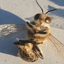 BEESBALLS