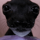 milkdog