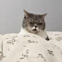 FapCat