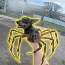 SPIDO