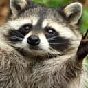 MoonCoon