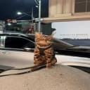 Bengal