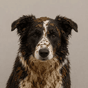 Dogshit