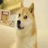 DOGE