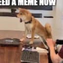 MEMEDOGE