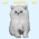 CatVideoFest