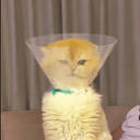 DIRTYCAT