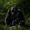 Goonrilla