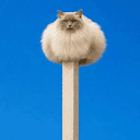 dandelioncat