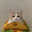 tacocat