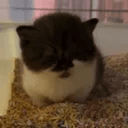 siti