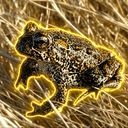SPADEFOOT