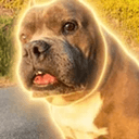 Cocoa