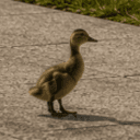 Duckling