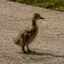 Duckling
