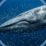 BWHALE