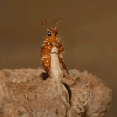 Bug