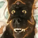 dogcat