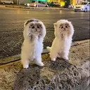 Jeddahcat