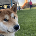 SHIBA