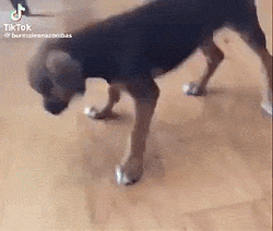 TWERKDOG