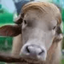 TRUMPBULL