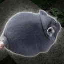 Chinchilla