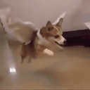 FLYCORGI