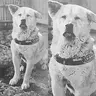 Hachiko