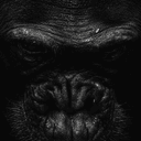 GORILLA