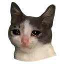SADCAT