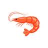 shrimp