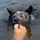 piranhadog