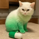 PAT