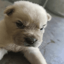 BULLY
