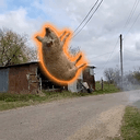 FP