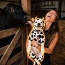 cowdog