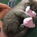 toy