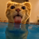 nom