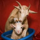GOATBATH