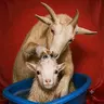GOATBATH