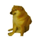 cashdoge