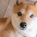 ZDOG