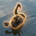 Swan