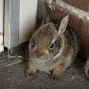 JUDY