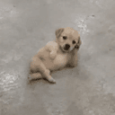 CHILLDOG