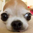 FOMO