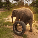 WHEELIPHANT