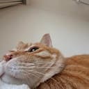 widecat