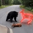 Doe